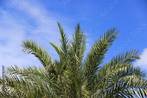 plam tree or coconut branch with bluesky background.