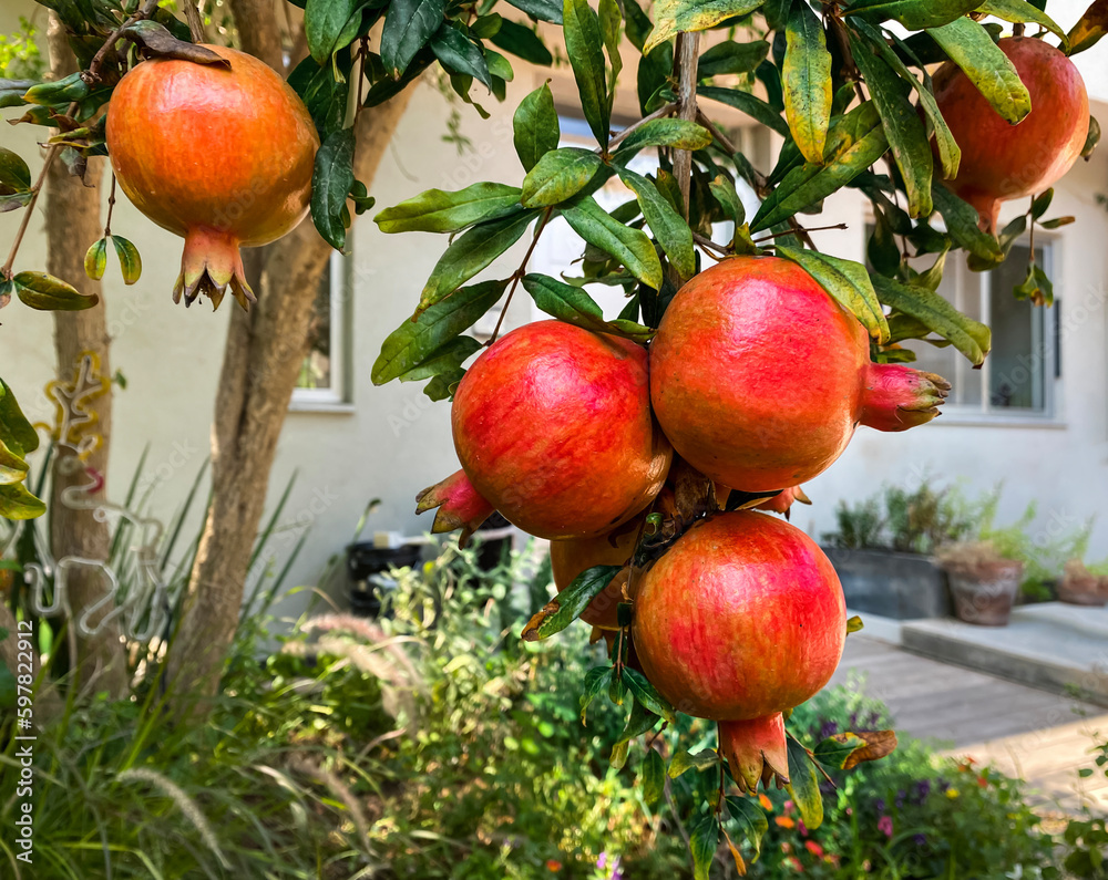 Pomegranates growing on tree outdoors, closeup Pomegranates growing on tree outdoors, closeup