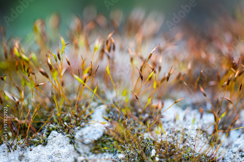 Detail of blooming moss on rock with blurred background