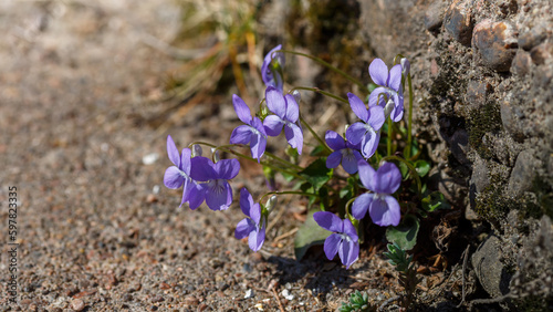 A flower among the stones.Violet pubescent , or Violet short-haired ( lat. Viola hirta )