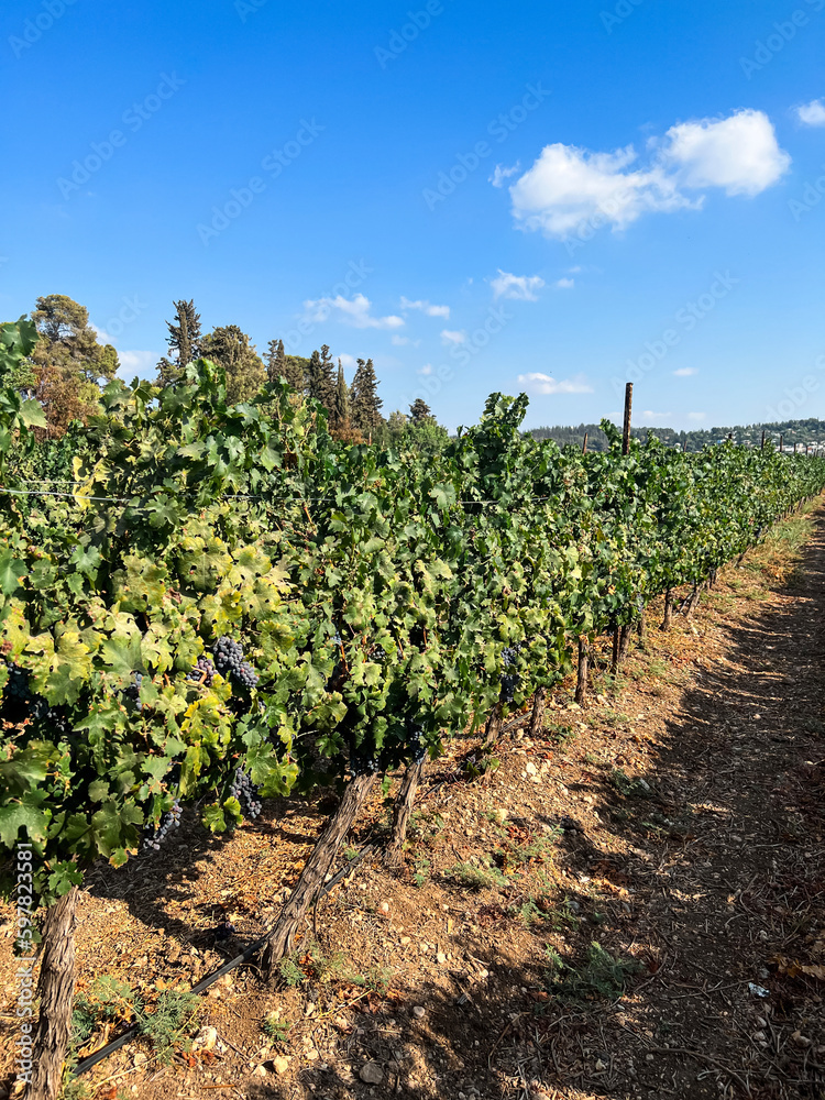 Plantation of vineyard with ripe grapes
