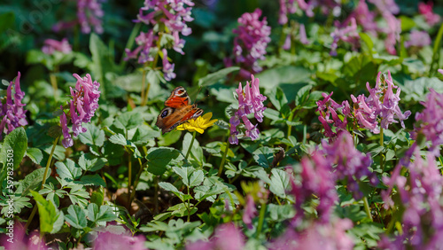  Spring or summer floral background with a butterfly. Blooming meadow. Butterfly on wild flowers in spring.