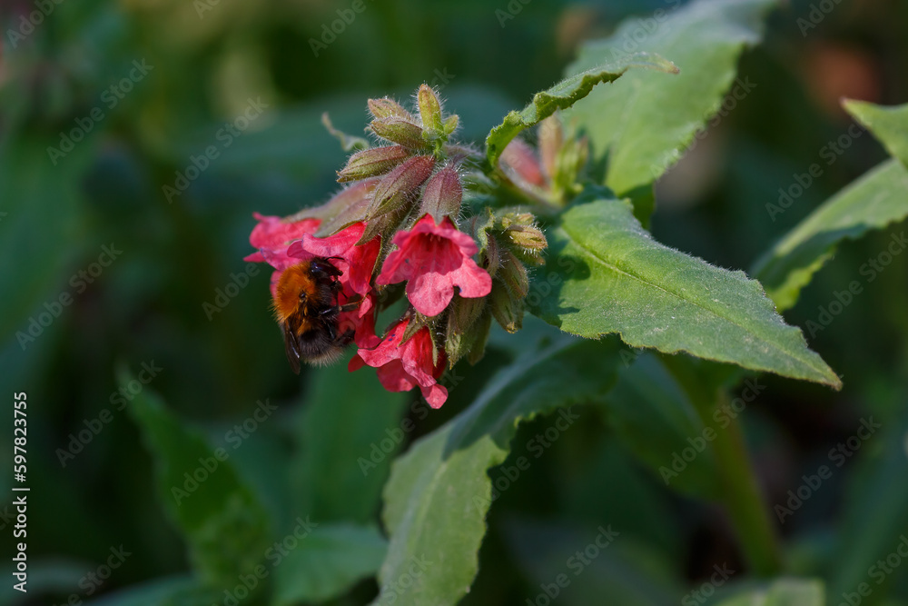 Red lungwort (Pulmonaria rubra). Bumblebee on the flowers of lungwort. Floral spring background with purple and pink flowers. Medicinal plants in the garden Red lungwort (Pulmonaria rubra). Bumblebee on the flowers of lungwort. Floral spring background with purple and pink flowers. Medicinal plants in the garden