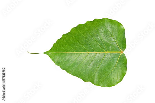 Bodhi leaves on a white background. photo
