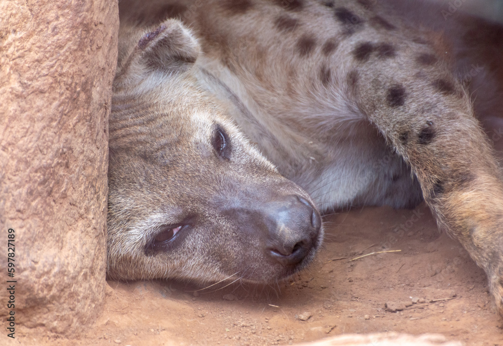 Obraz premium Young Spotted Hyena lying peacefully in its den 