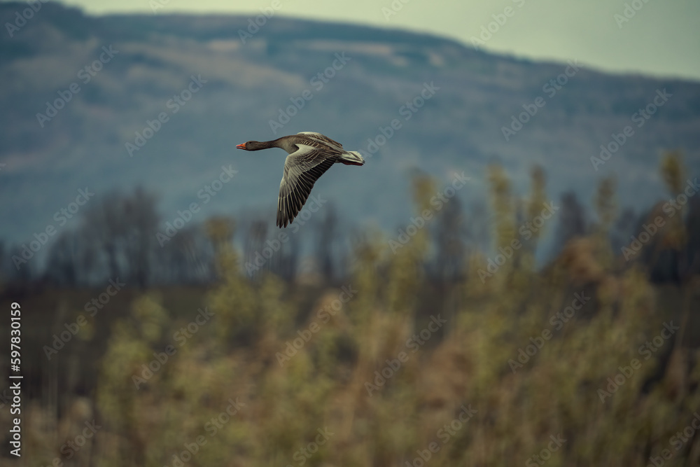 Fototapeta premium animals and flowers live freely
