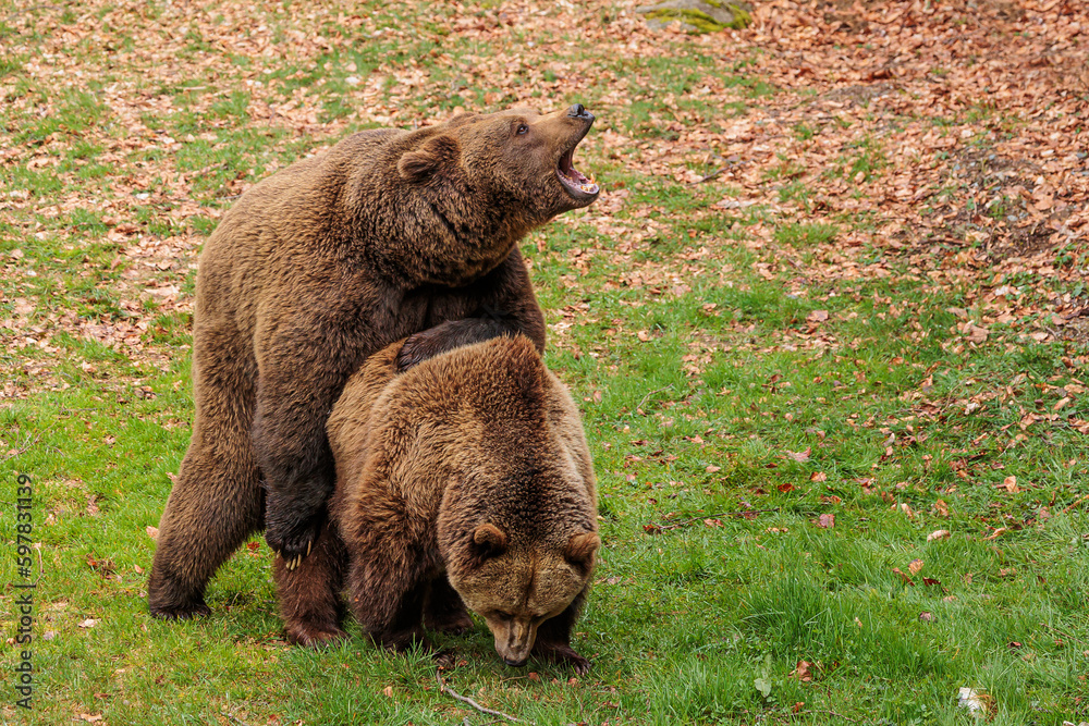 male brown bear (Ursus arctos) couple in nature male brown bear (Ursus arctos) couple in nature