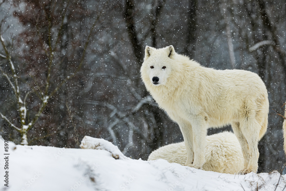 Arctic wolf (Canis lupus arctos) pack during snowfall in the wilderness