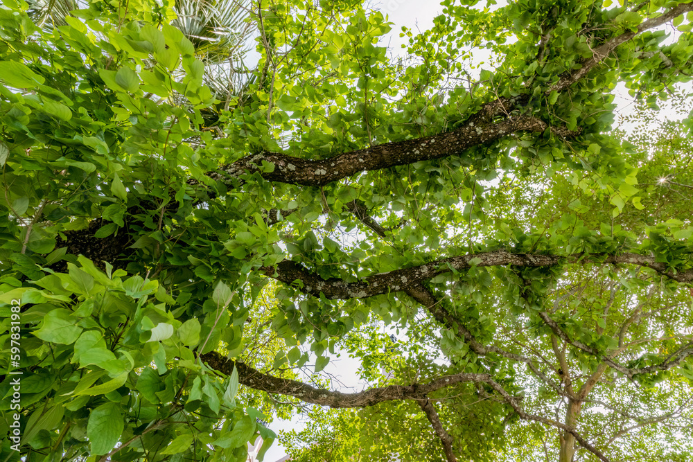 Fototapeta premium Urban Tree Canopy in Charleston South Carolina offers shade and cooling