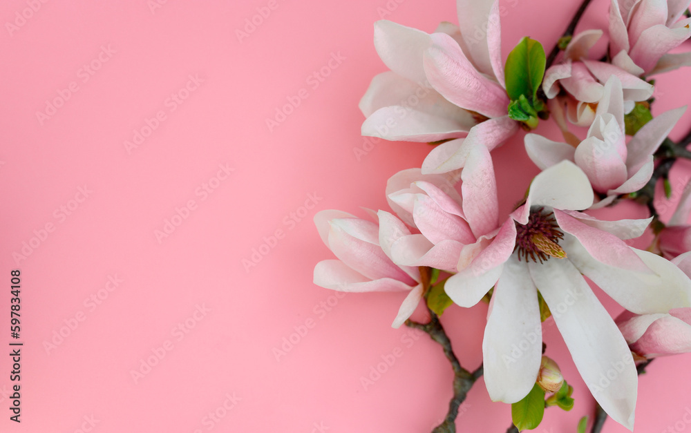 Magnolia flowers on a pink background. magnolia flowers close up. spring mood. place to test Magnolia flowers on a pink background. magnolia flowers close up. spring mood. place to test