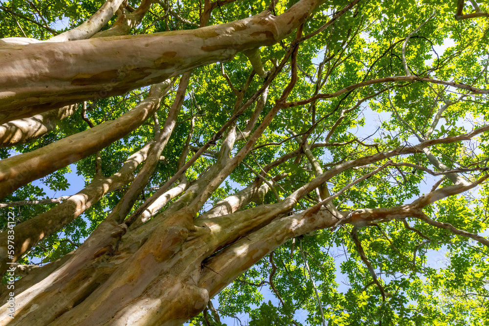 Urban Tree Canopy in historic Charleston South Carolina