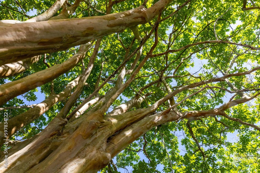 Urban Tree Canopy in historic Charleston South Carolina Urban Tree Canopy in historic Charleston South Carolina