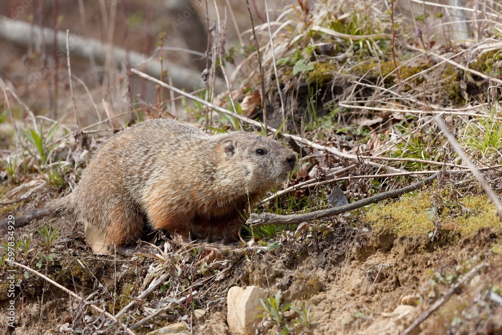 Naklejka premium The groundhog (Marmota monax), also known as a woodchuck
