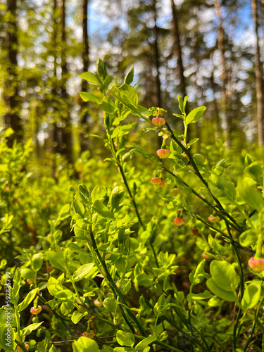 in spring blueberry bushes with still green berries