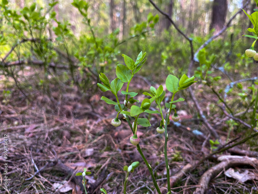 in spring blueberry bushes with still green berries