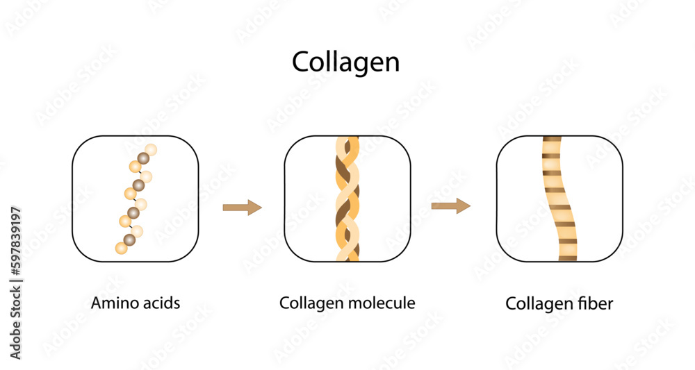 Collagen synthesis. From Amino acids, Peptides and Gelatin to Collagen