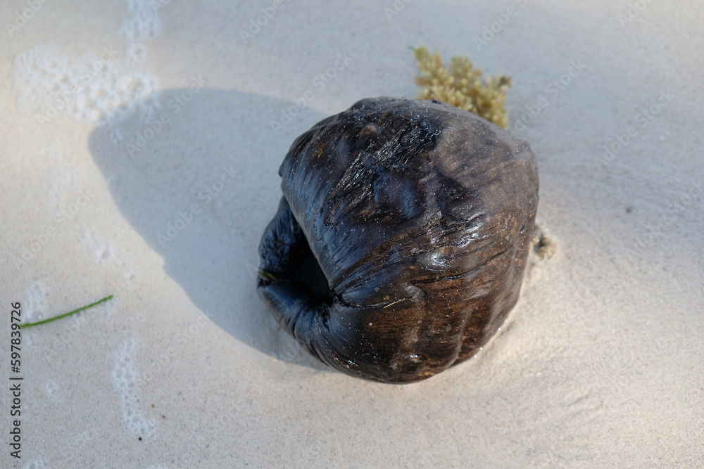 Fotografie old dried coconut on the shore