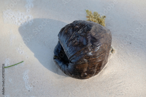 old dried coconut on the shore