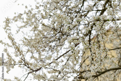 Tree branches with blooming white flowers on street, closeup