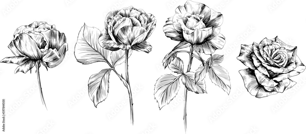 Rose flowers isolated on white. Hand drawn vintage illustration.