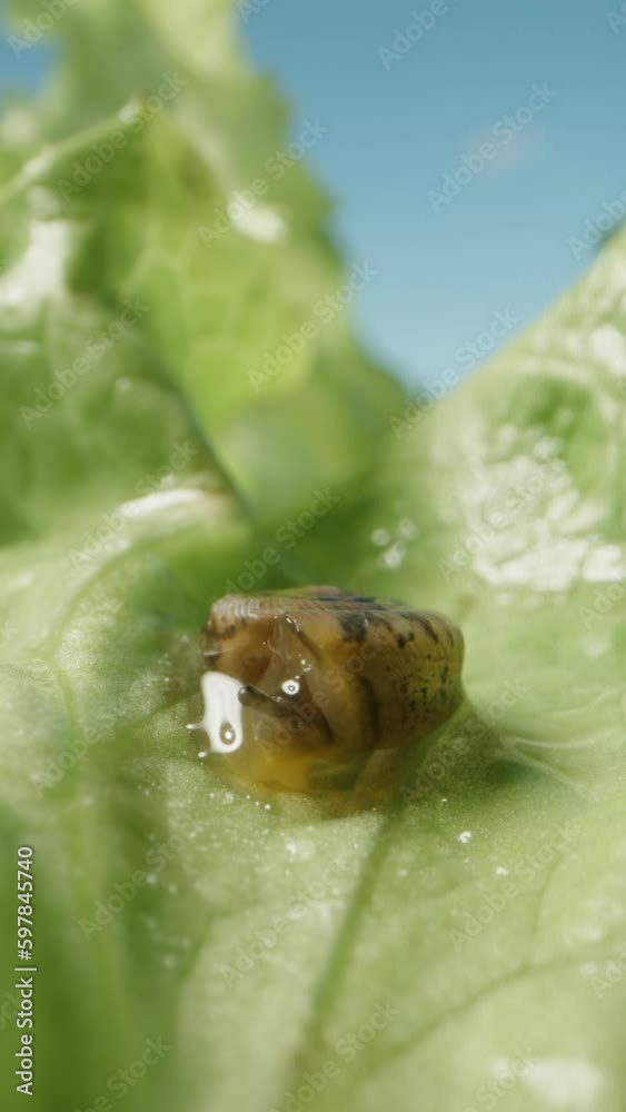 A small snail on a Lettuce leaf, crawls out of the shell and defecates, macro. Vertical video. A small snail on a Lettuce leaf, crawls out of the shell and defecates, macro. Vertical video.