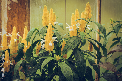 A yellow flowered plant in a glass house with a rusted structure photo