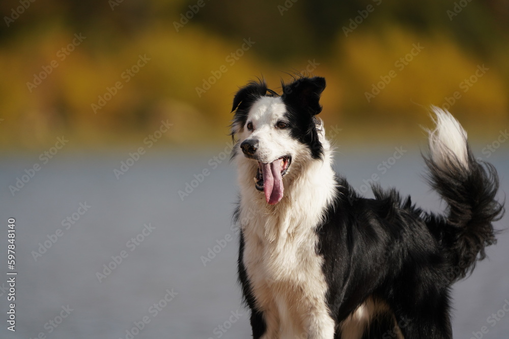 Border Collie concentrado con la lengua afuera Border Collie concentrado con la lengua afuera
