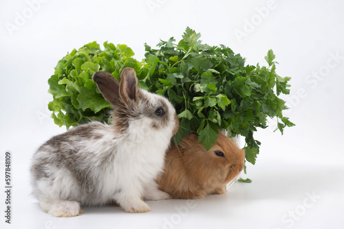Rabbits and organic food. Farm products and animal husbandry.