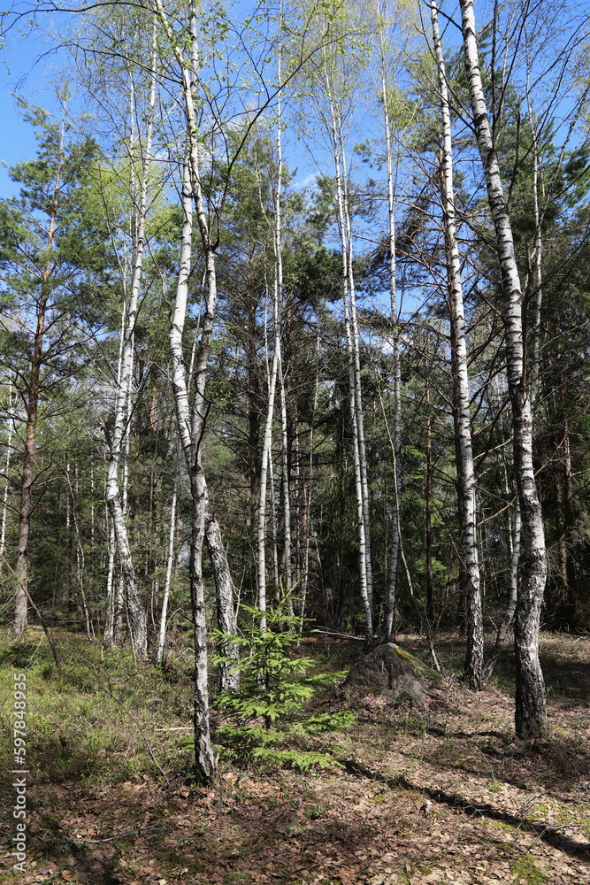 Obraz premium trees in the forest
