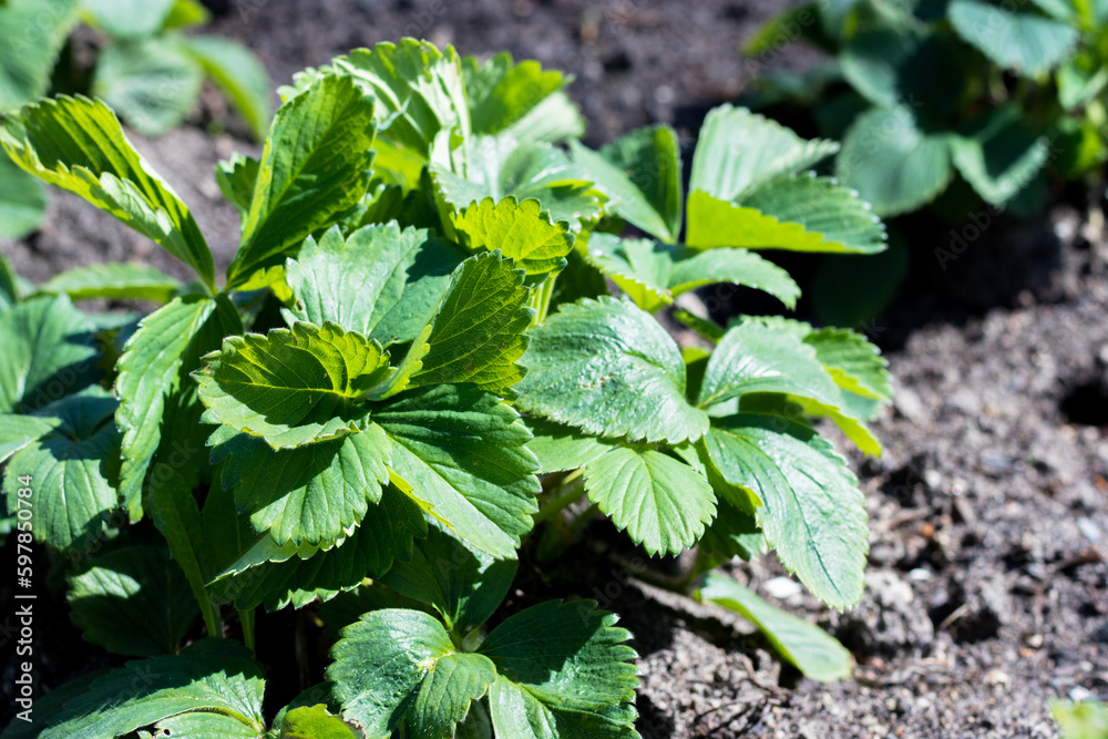 Strawberry plants and seedlings on the soil. Concept Gardening and agriculture. plant close-up. Strawberry plants and seedlings on the soil. Concept Gardening and agriculture. plant close-up.