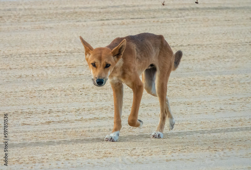 A wild pure bred dingo (Canis familiaris dingo) roaming the beaches of Fraser island (K'gari) a World Heritage sand island in the Wide Bay–Burnett region, Queensland, Australia.