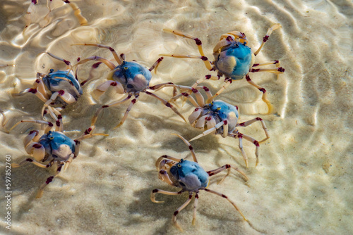 Canvas Print Light-blue soldier crabs (Mictyris longicarpus), Whitehaven Beach, Whitsunday Islands, off the central coast of Queensland, Australia