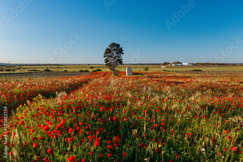 Cuadro en lienzo salento - campo di papaveri in primavera - lizzano, taranto, , puglia, italy