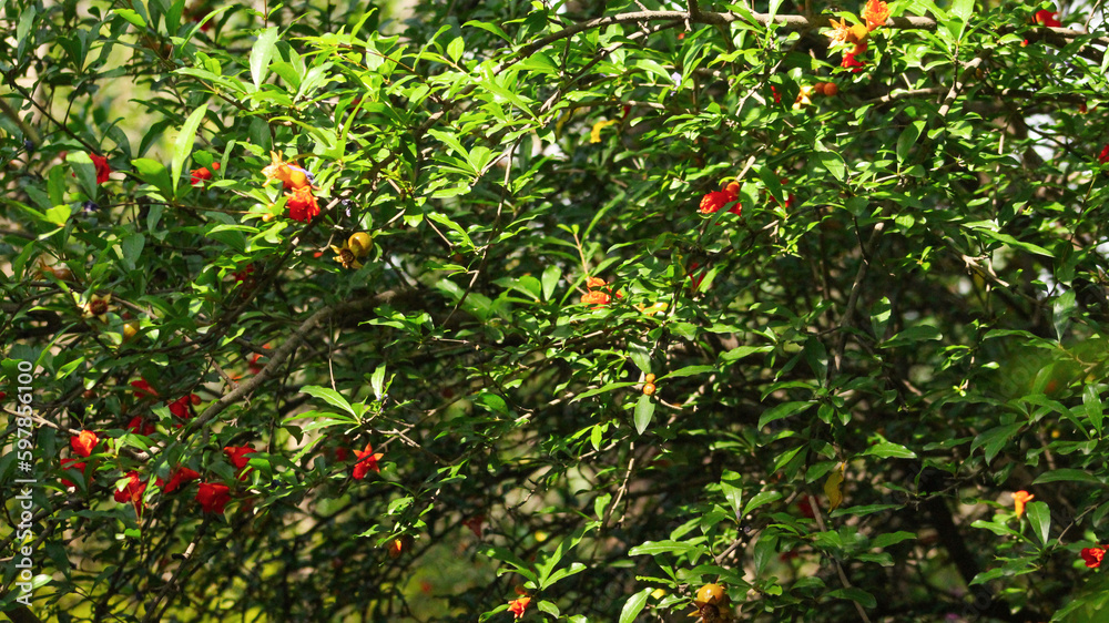 tree of a pomegranate burn new pomegranate 