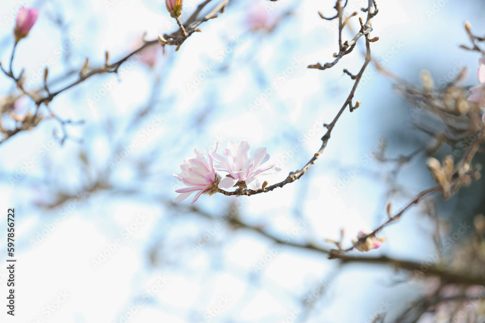 Tree branches with blooming Magnolia flowers on spring day, closeup Tree branches with blooming Magnolia flowers on spring day, closeup