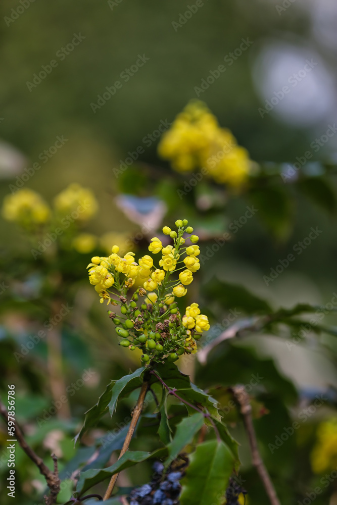 Shrub with blooming yellow flowers on spring day, closeup