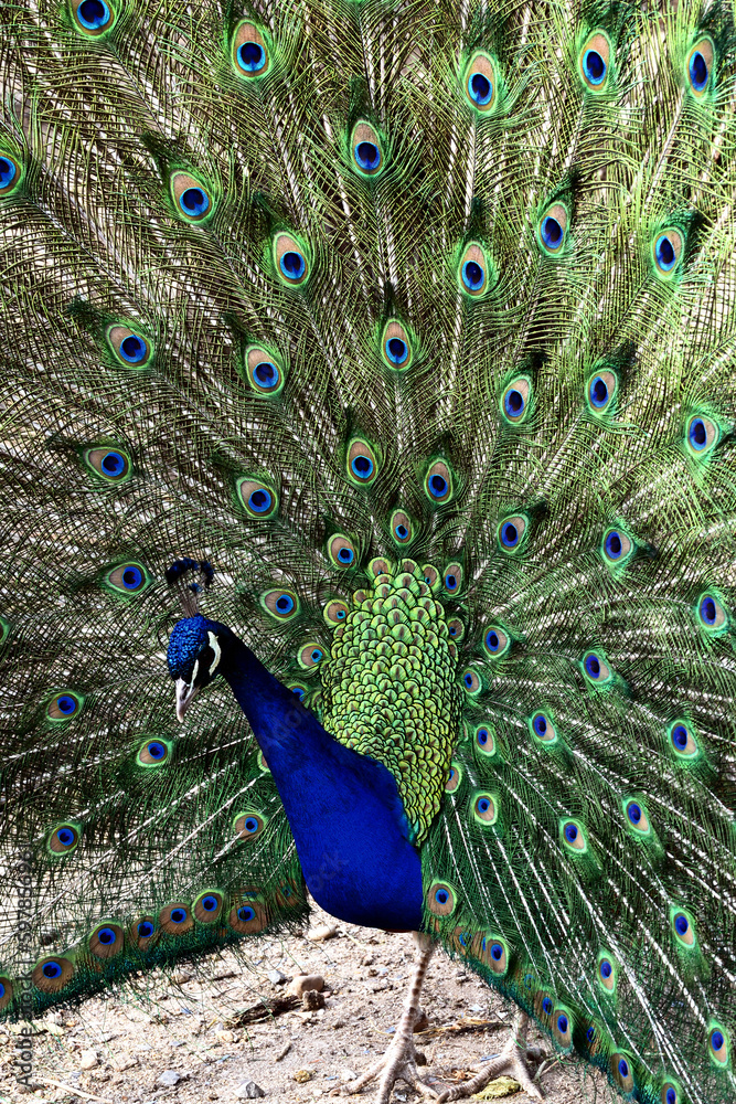 Fototapeta premium Primer plano de pavo real 