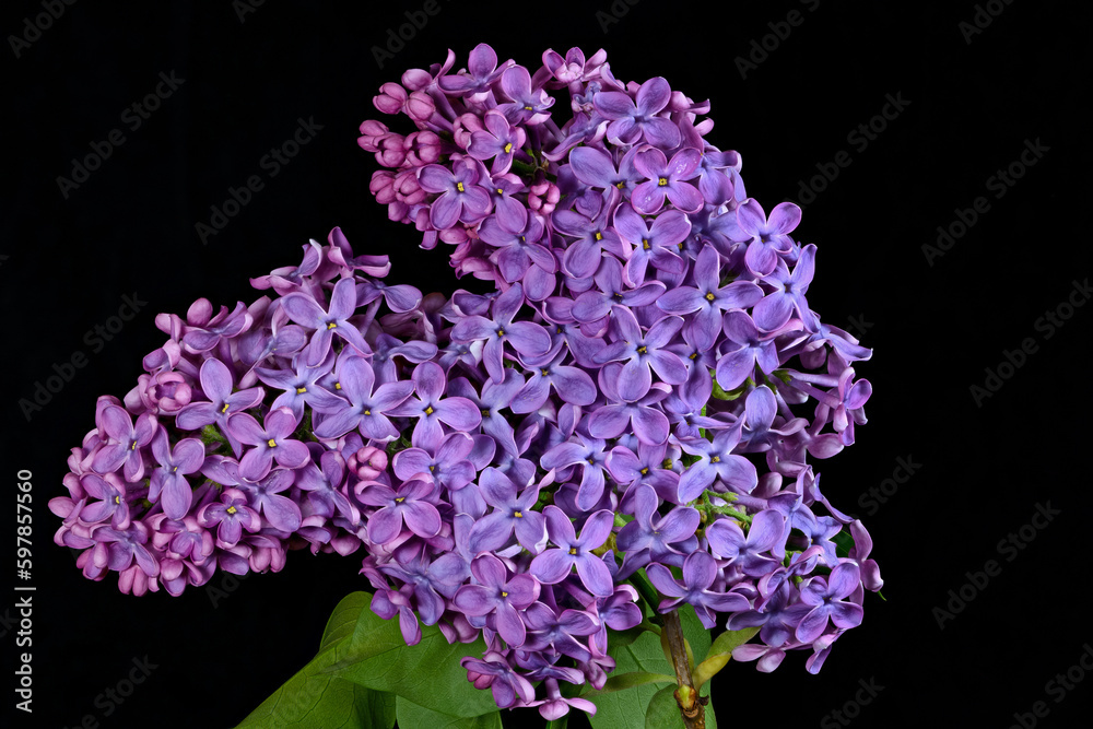 Obraz premium Purple Lilac flowers. Lilacs are native to woodland and scrub from southeastern Europe to eastern Asia, and widely and commonly cultivated in temperate areas elsewhere.