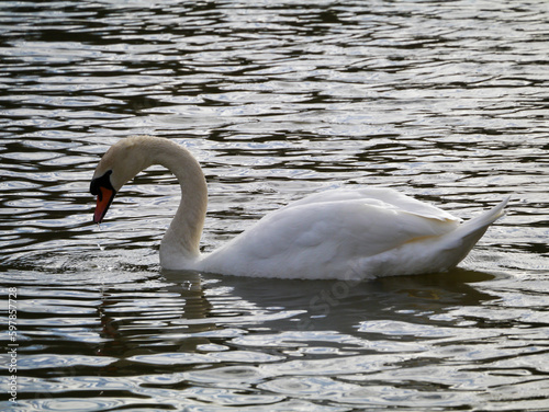 Fototapeta Naklejka Na Ścianę i Meble -  swan on the lake