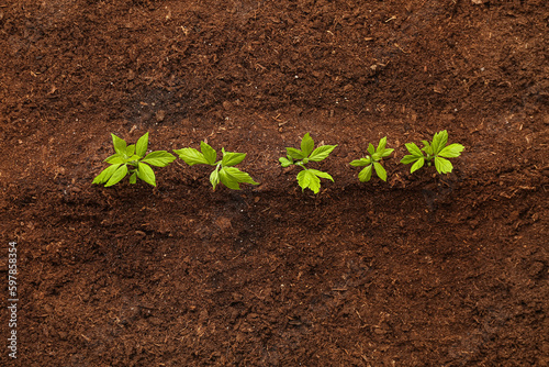Green seedlings growing in ...