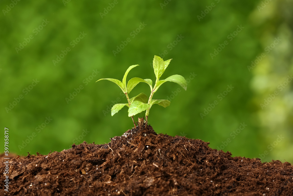 Green seedling growing in garden Green seedling growing in garden