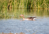 A graylag goose swimming in a small water body inside Wild ass Sanctuary inside Gujarat
