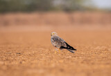 A montagu's harrier roosting on the ground inside Wild ass sanctuary in rann of kutch in Gujarat