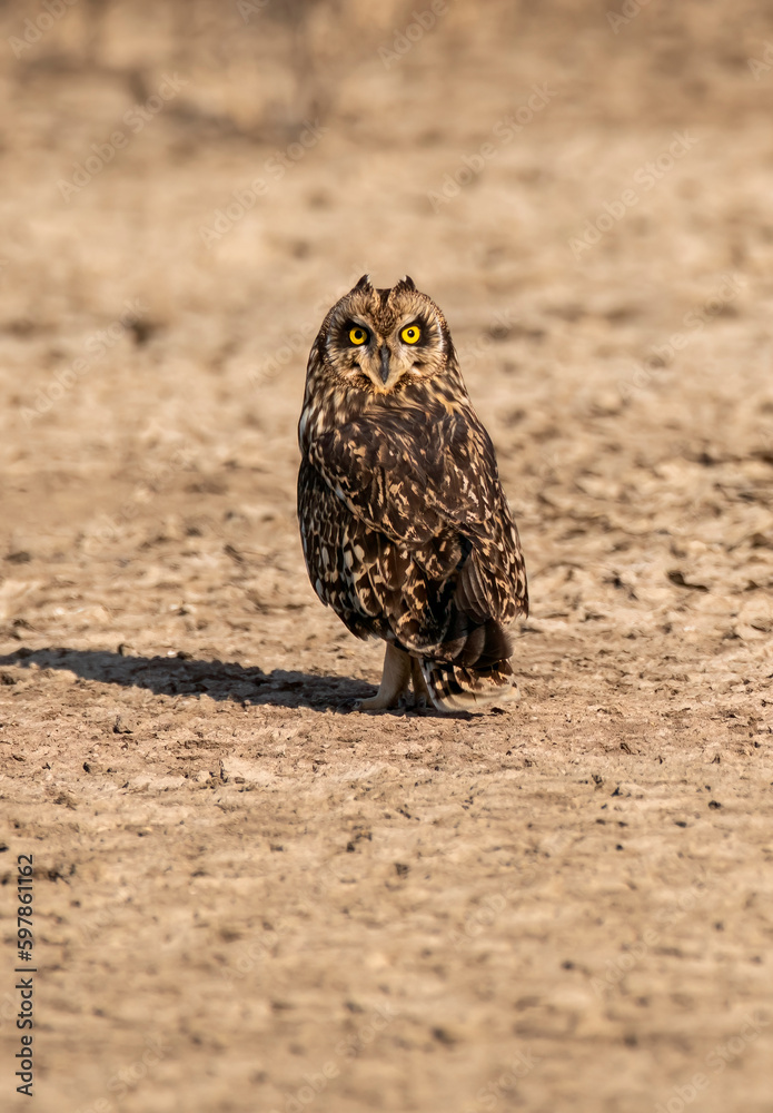 A short eared owl resting on the ground near the salt plains inside Wild ass sanctuary inside lesser rann of kutch in Gujarat A short eared owl resting on the ground near the salt plains inside Wild ass sanctuary inside lesser rann of kutch in Gujarat