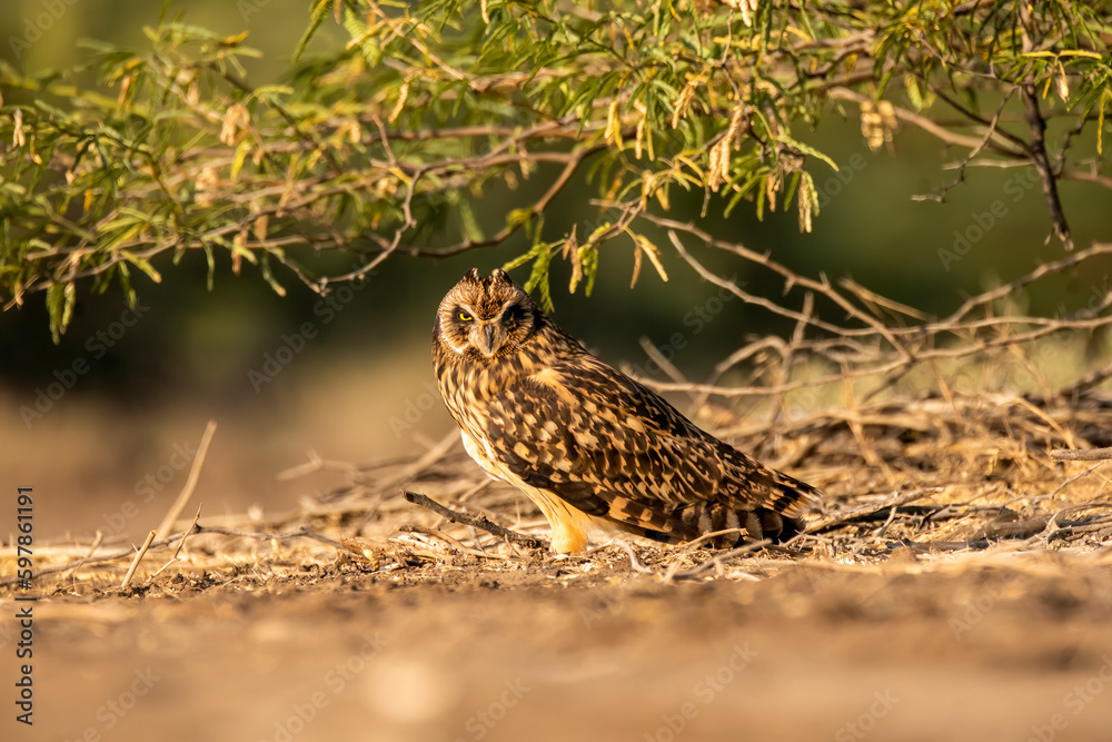 A short eared owl resting on the ground near the salt plains inside Wild ass sanctuary inside lesser rann of kutch in Gujarat A short eared owl resting on the ground near the salt plains inside Wild ass sanctuary inside lesser rann of kutch in Gujarat
