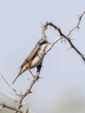 A lesser white throat perched on a thorny bush inside wild ass sanctuary in Gujarat