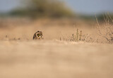 A short eared owl resting on the ground near the salt plains inside Wild ass sanctuary inside lesser rann of kutch in Gujarat