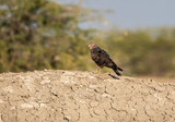 A Eurasian marsh harrier perched on the ground next to a shrub inside wild ass sanctuary in Gujarat