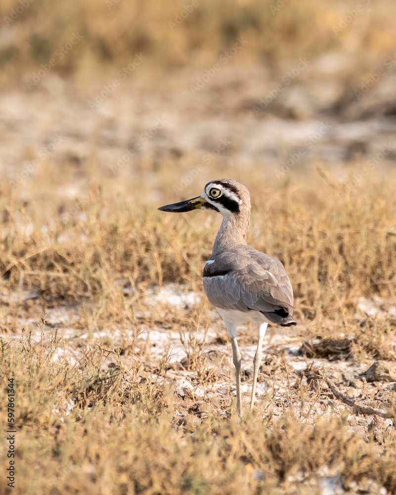 Obraz premium A Great thick-knee bird walking on the ground in the desert landscape of rann of kutch in Gujarat