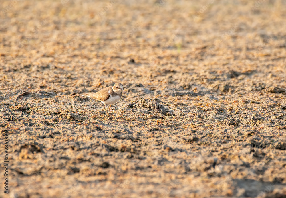 A little ring plover wading near a water body inside Wild ass sanctuary in Gujarat A little ring plover wading near a water body inside Wild ass sanctuary in Gujarat